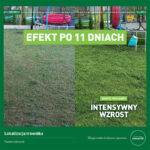 Efekt nawożenia nawozem wiosennym na trawniku klienta w powiecie ostrowskim