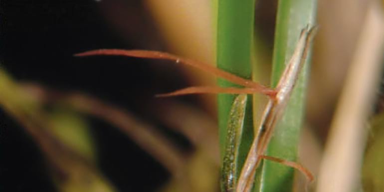 szkodniki i choroby czerwona nitkowatosc