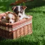 Doskonały trawnik w ogrodzie