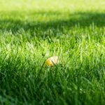 Jesienny liść na trawniku