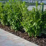 Krzewy przy podjeździe