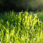 Nowy trawnik przed koszeniem