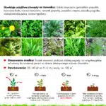 Oprysk na chwasty w trawniku