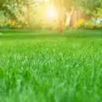 Pierwsze koszenie założonego trawnika