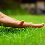 Stan trawnika wczesną wiosną