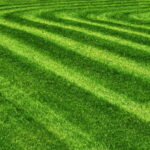 Trawnik po koszeniu w kwietniu