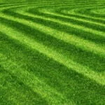 Trawnik po koszeniu w kwietniu