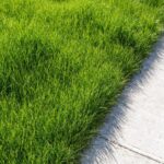 Trawnik przed koszeniem