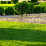 Trawnik w letnim słońcu