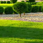 Trawnik w letnim słońcu