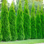 Żywopłot - Tuje szmaragdowe